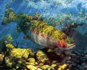 马克 苏祖尼奥 : -Unknown